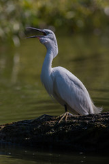 White egret standing on a brench with one leg and open beak