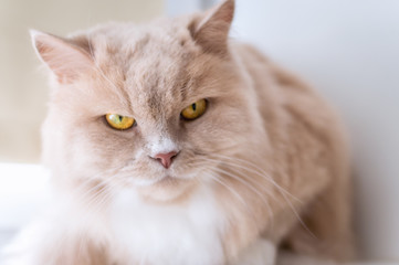 portrait of a cat close up of peach color