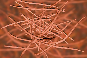 Fototapeta premium Actinomycetes, gram-positive anaerobic bacteria which resemble fungi, 3D illustration. Actinomyces live in human gums and cause infections in dental procedures, oral abscesses and actinomycosis