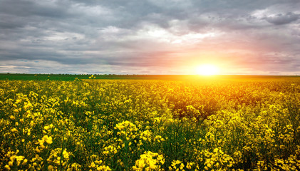 Fototapeta premium Canola field, landscape on a background of clouds. Canola biofuel.