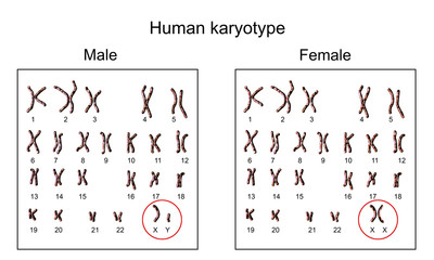 Human chromosomes. Male and female karyotype, 3D illustration