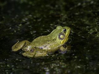 Bullfrog frog in its natural habitat