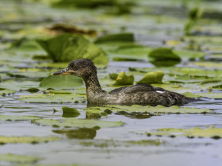 Juvenile Hooded Merganser swimming