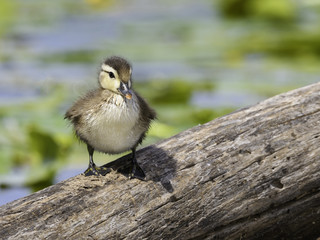 Wood Duck Duckling Standing on Log