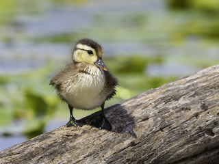 Wood Duck Duckling Standing on Log