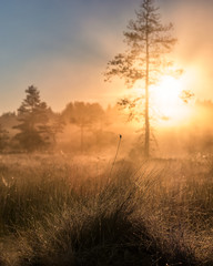 Obraz na płótnie Canvas Scenic sunrise with foggy atmosphere at summer morning in Torronsuo National Park, Finland