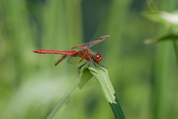 libellula su un filo d'erba