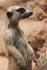 Meerkat