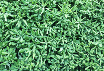 green leaves background