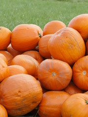 Orange Helloween pumpkins outdoors