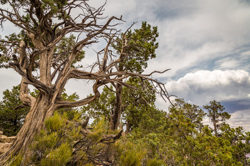 Grand Canyon National Park