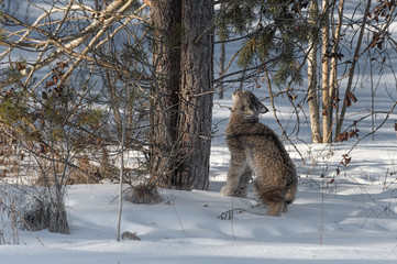 Obraz premium Canadian Lynx (Lynx canadensis) Looks Up Tree Trunks