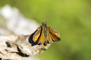 Farfalla OCHLODES SYLVANUS 