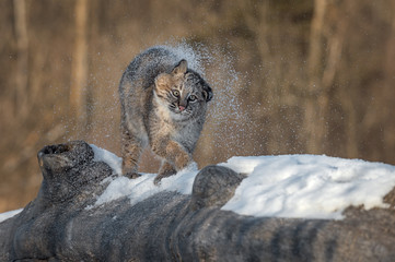 Fototapeta premium Bobcat (Lynx rufus) Shakes Off Snow