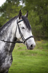 Portrait of a horse on a walk. Beautiful horse in apples gray-white with a black mane.