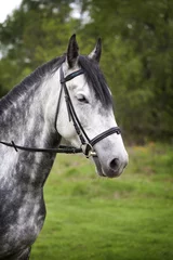 Fototapeten Portrait of a horse on a walk. Beautiful horse in apples gray-white with a black mane. © rosimon