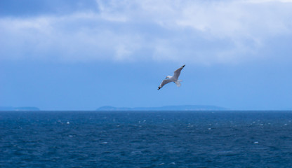 Fototapeta na wymiar A seagull in flight at the Motopohue reserve. - in Southland, New Zealand.