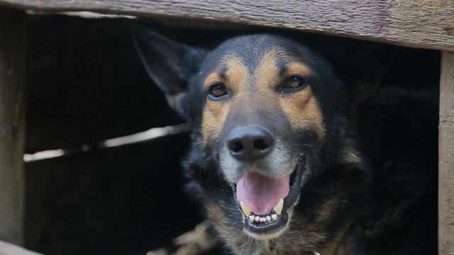 Evil dog, the dog looks aggressive, dangerous ,German Shepherd Dog
