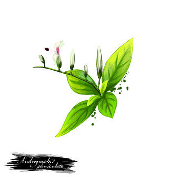 Kalmegh - Andrographis paniculata ayurvedic herb, flower. digital art illustration with text isolated on white. Healthy organic spa plant used in treatment, for preparation medicines for natural usage