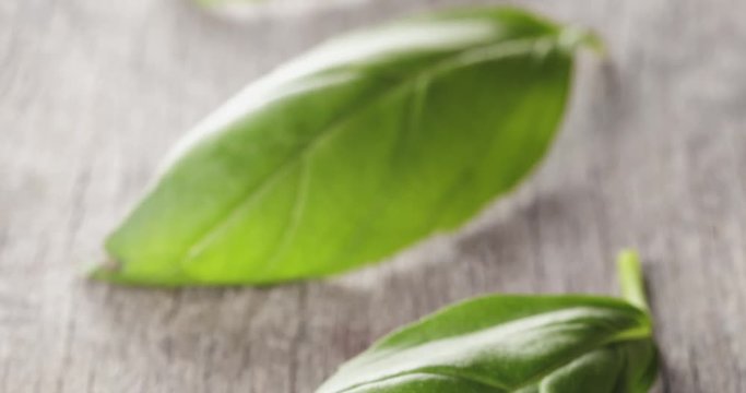 fresh green basil top leaves