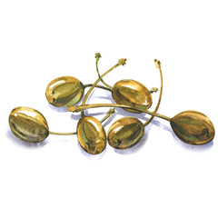Heap of whole canned capers, edible fruits Capparis spinosa, caper bush, flinders rose, isolated, watercolor illustration on white