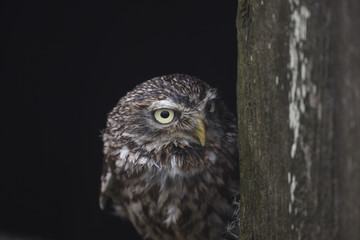 Obraz premium Little owl