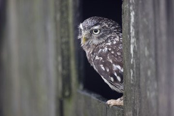 Little owl