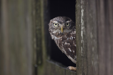 Little owl