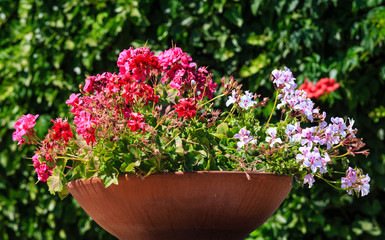 Geranium in flowerpot outdoor.