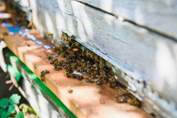 Bee flying to hive.