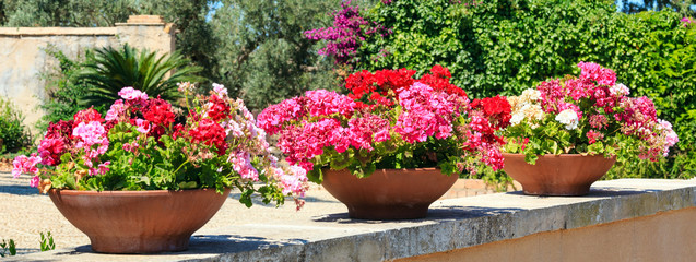 Geranium in flowerpots outdoor.