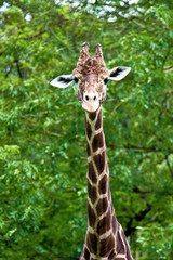 Giraffe - Giraffa camelopardalis