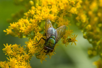 Insekten, Insects, Fliegen