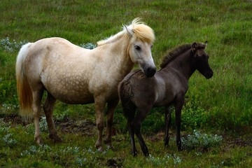 Obraz na płótnie Canvas Icelandic horses, Sumarlidabar, Iceland