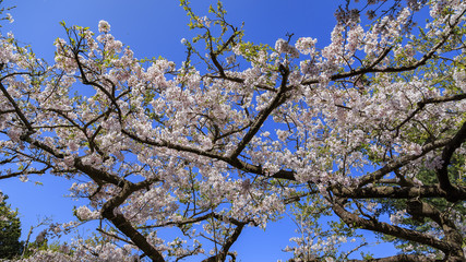 Cherry tree blossom at Alishan National Scenic Area