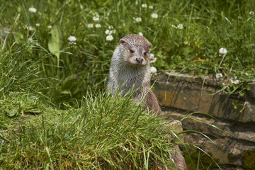 Otter