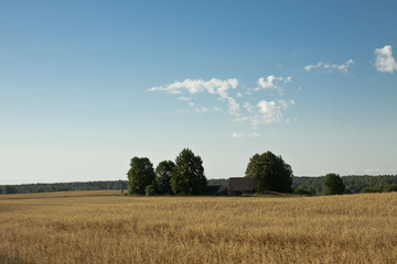 Obraz premium The Latvian landscape in August