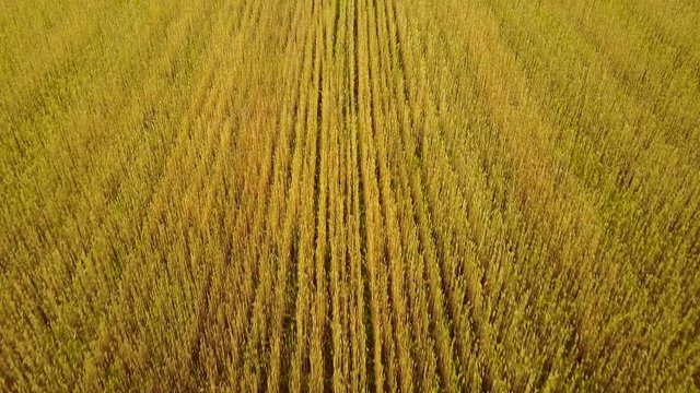 Aerial view from a drone flying over a golden grain field. Estonia.
