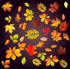 Set leaf fall from bright, colorful autumn leaves on a dark background. Chestnut, maple, oak, birch, aspen, etc.
