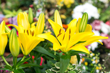 Obraz premium Gelbe Lilien