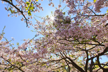 Cherry tree blossom at Alishan National Scenic Area