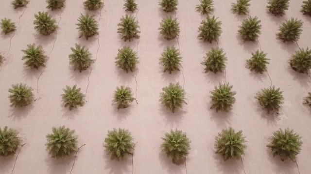 Aerial view from a drone flying over a date palm tree field with a low angled view. Liwa desert, UAE