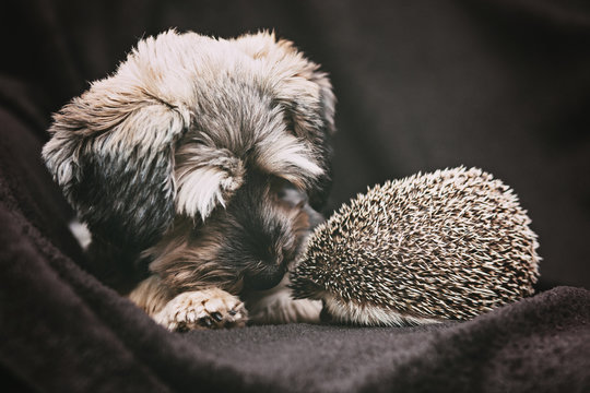 Dog and hedgehog