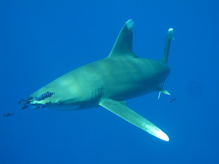requin océanique longimanus