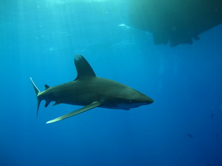 requin océanique longimanus