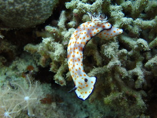 nudibranche limace de mer