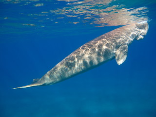 Naklejka premium Dugong lamantin