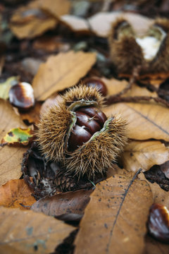 Food: Sweet chestnuts lying on the ground in the forest