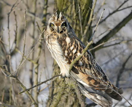 Short eared owl on the tree.