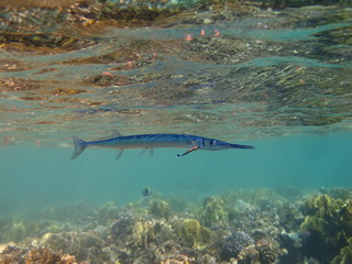 Fototapeta premium poisson